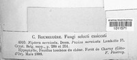 Pyrenopeziza nervicola image